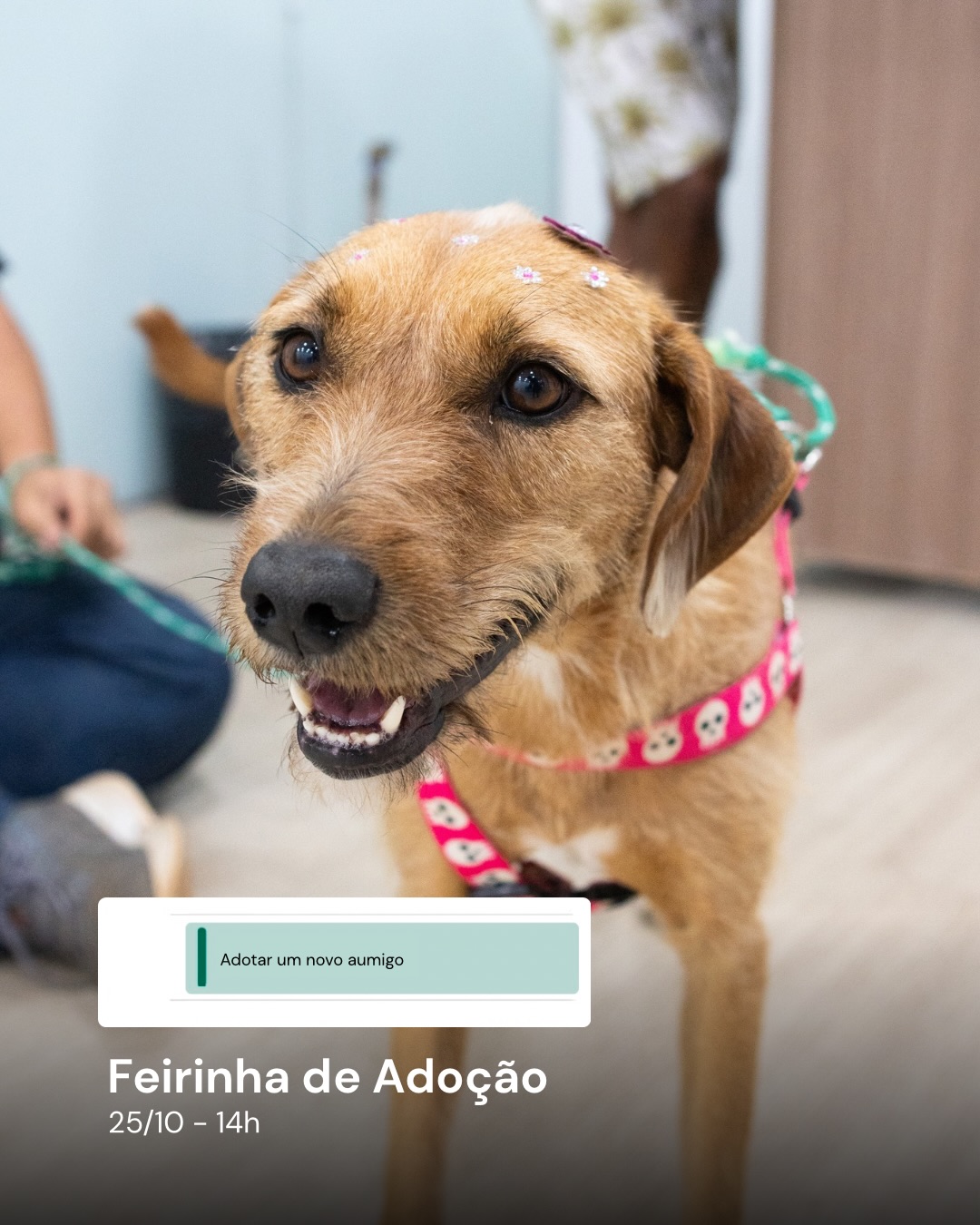Feirinha de Adoção