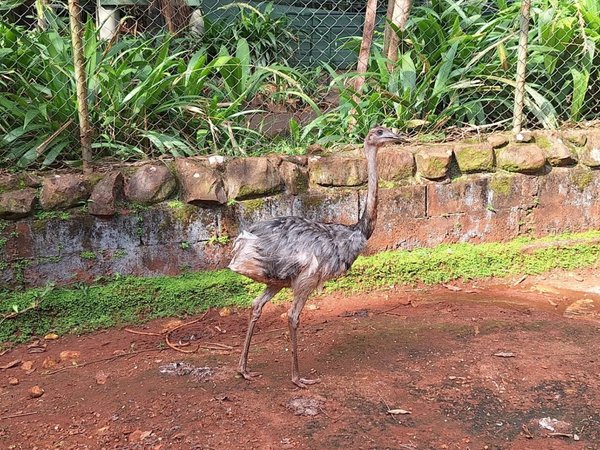 Bosque e Zoológico Dr. Fábio Barreto recebe três novos animais