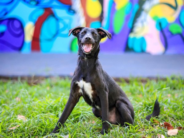 Prefeitura realiza feira de adoção de pets na próxima semana