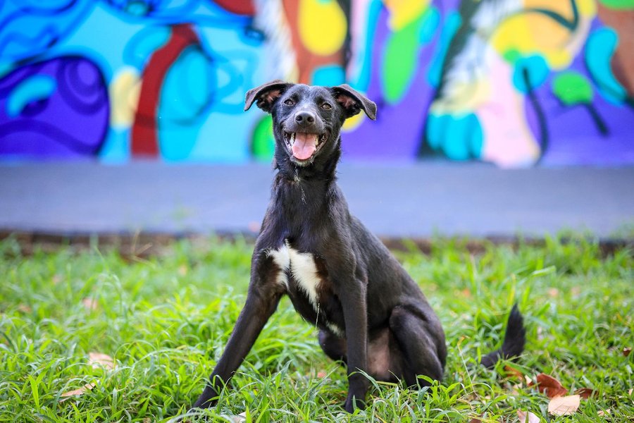 Prefeitura realiza feira de adoção de pets na próxima semana