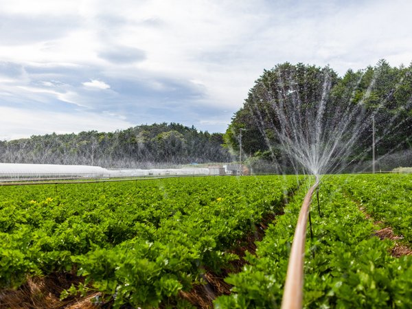 Ribeirão Preto sedia capacitação gratuita para produtores rurais com foco em sustentabilidade e preservação da água