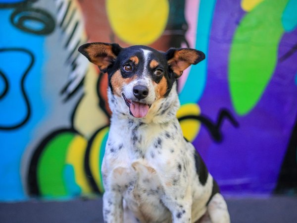 Prefeitura realiza Feira de adoção de animais neste sábado (17)