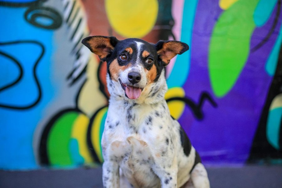 Prefeitura realiza Feira de adoção de animais neste sábado (17)