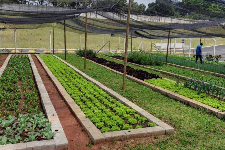 Banco de Alimentos busca novos parceiros para ampliar doações em Ribeirão Preto
